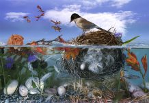 IN VIVO | De natuur van natuur Christine Simpson