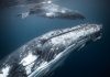 De WWF-Frans Lanting Photo Award 2018 is gestart! WWF-Frans Lanting Photo Award