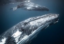De WWF-Frans Lanting Photo Award 2018 is gestart! WWF-Frans Lanting Photo Award