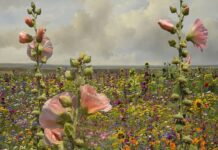 De pracht van het Hollandse landschap – Saskia Boelsums Saskia Boelsums