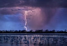 The Art of Wildlife Photography Kearny, Verenigde Staten. © Randy Olson