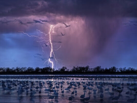 The Art of Wildlife Photography Kearny, Verenigde Staten. © Randy Olson