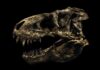 Christian Voigt toont prehistorische skeletten in Evolution Christian Voigt