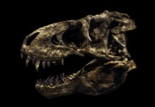 Christian Voigt toont prehistorische skeletten in Evolution Christian Voigt