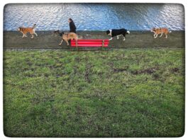 Slow photography in Culemborg