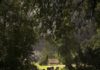 Online tentoonstelling Saskia Boelsums