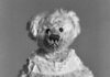 Helena van der Kraan: Beer & Teddy