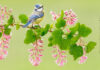 Nature Talks, Online Photo Festival Nature Talks