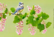 Nature Talks, Online Photo Festival Nature Talks