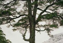 Borealis – te zien in Fotomuseum Den Haag