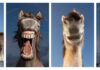 Edwin Smits finalist Comedy Wildlife Photography Awards Comedy Wildlife Photography Awards