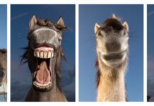 Edwin Smits finalist Comedy Wildlife Photography Awards Comedy Wildlife Photography Awards
