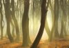 Dansende bomen: diversiteit in het Speulderbos dansende boom