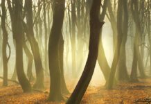 Dansende bomen: diversiteit in het Speulderbos dansende boom