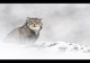 Vincent Munier: The Velvet Queen