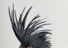 Des oiseaux Des oiseaux