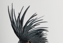 Des oiseaux Des oiseaux