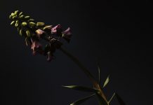 Stella Gommans: A Declaration of Love Stella Gommans