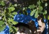 Viviane Sassen – Fabulous Monsters Viviane Sassen