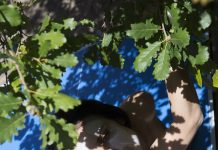 Viviane Sassen – Fabulous Monsters Viviane Sassen