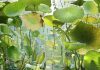Ruud van Empel: Arcadia Ruud van Empel