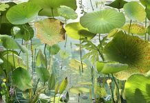 Ruud van Empel: Arcadia Ruud van Empel