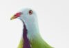 Vrije Vogels in De Grote Kerk Breda Vrije Vogels