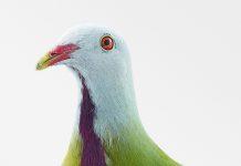 Vrije Vogels in De Grote Kerk Breda Vrije Vogels