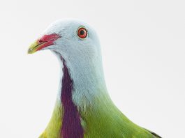 Vrije Vogels