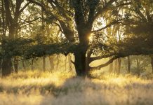 Het mysterie mist: #1 het verschijnsel Mist