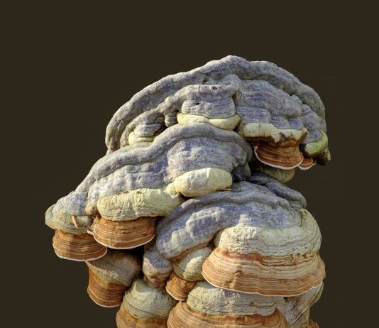 Paddenstoelen: hoe maak je net ‘een andere’ foto Paddenstoelen