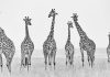 Tom D. Jones – True Wildlife Tom D. Jones