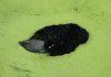 Anne Geene & Arjan de Nooy – Ornithology Anne Geene en Arjan de Nooy