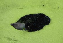 Anne Geene & Arjan de Nooy – Ornithology Anne Geene en Arjan de Nooy