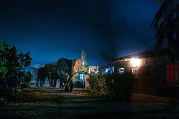 focus-magazine-ZCKE Publieksprijs2023_In de weg van de Olifant_Jasper Doest Jasper Doest