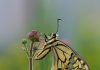 Insecten in beeld in Museum Historische Tuin Aalsmeer Historische Tuin Aalsmeer