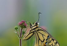 Insecten in beeld in Museum Historische Tuin Aalsmeer Historische Tuin Aalsmeer