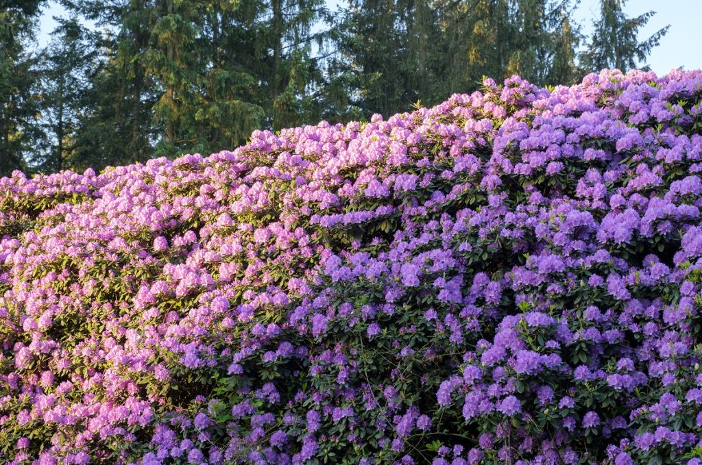 kleurweergave