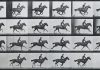 Muybridge & Marey in het Rijksmuseum Muybridge