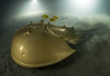 Wildlife Photographer of the Year in Forum Groningen Wildlife Photographer of the Year
