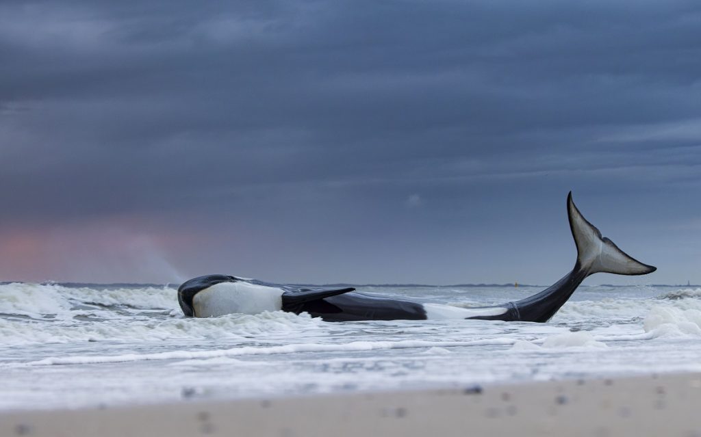 Wildlife Photographer of the Year