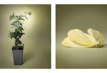 Marlonneke Willemsen – Dodelijke Schoonheid Marlonneke Willemsen