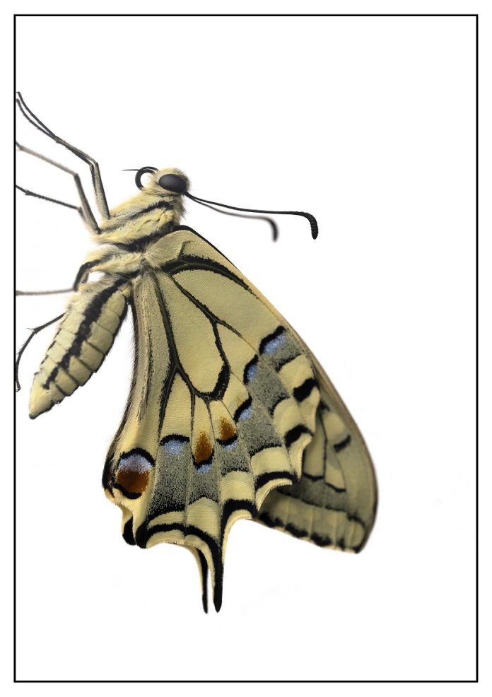 focus-magazine-PimZwier_Koninginnenpage Papilio machaon Pim Zwier