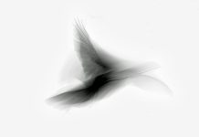 Elliot Ross – Crows Ascending Elliot Ross