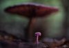 Jan Vermeer – Paddenstoelen fotograferen Jan Vermeer