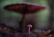 Jan Vermeer – Paddenstoelen fotograferen Jan Vermeer