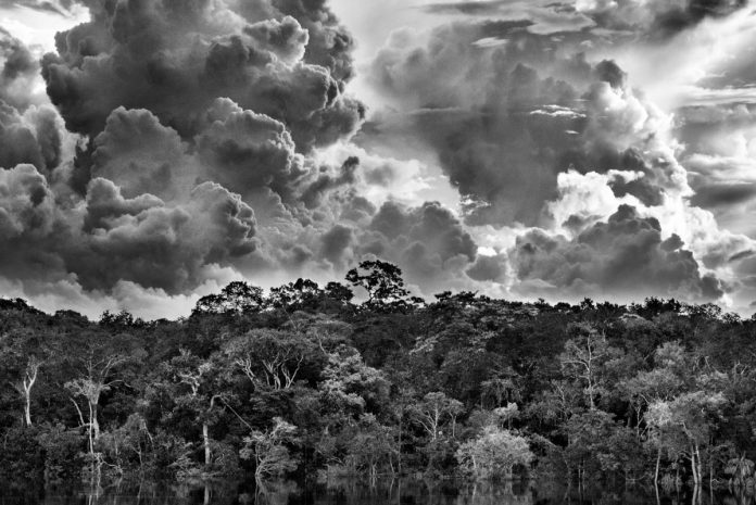 focus-magazine-Archipel_fluvial_de_Mariua-Rio_Negro-Etat_de_Amazonas-Bresil-2019cSebastiao_Salgado Sebastião Salgado