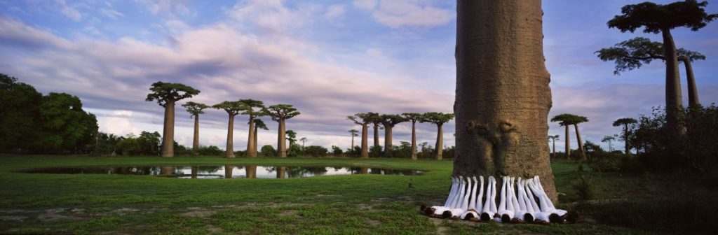 Scarlett Hooft Graafland
