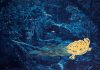 Anaïs López: de Schildpad en de Monnik Anaïs Lopez