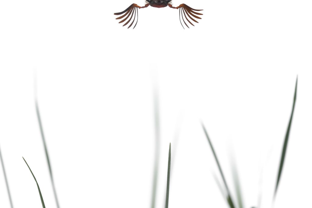 Winnaar natuur foto van het jaar